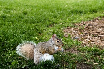 Naklejka na ściany i meble a small squirrel sits in a grassy field with grass on the ground