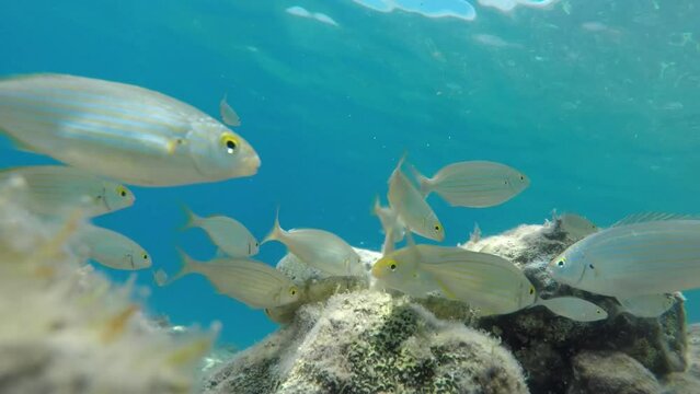 Close-up view of small white fish swimming in blue water