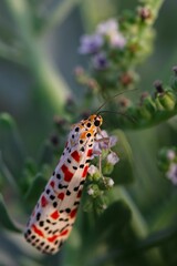 Obraz premium a crimson-speckled moth perched on the leaf of a flower with other flowers