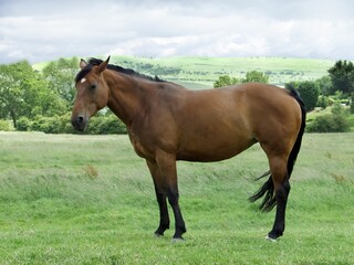 Beautiful brown horse stands in a lush green grassy field surrounded by tall trees
