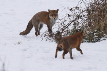 Red foxes wandering through a snowy park in wintertime