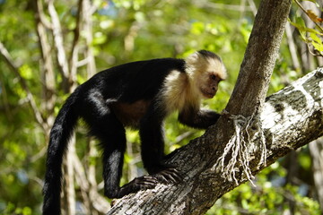 The Panamanian white-faced capuchin (Cebus imitator), also known as the Panamanian white-headed capuchin or Central American white-faced capuchin. Costa Rica.