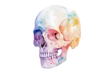 Soft pastel human skull in watercolor style isolated on transparent background
