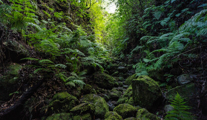 The deep tropical jungle of Madeira Island on the way to the hidden waterfall. - obrazy, fototapety, plakaty