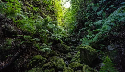 Foto op Plexiglas The deep tropical jungle of Madeira Island on the way to the hidden waterfall. © Blackbookphoto