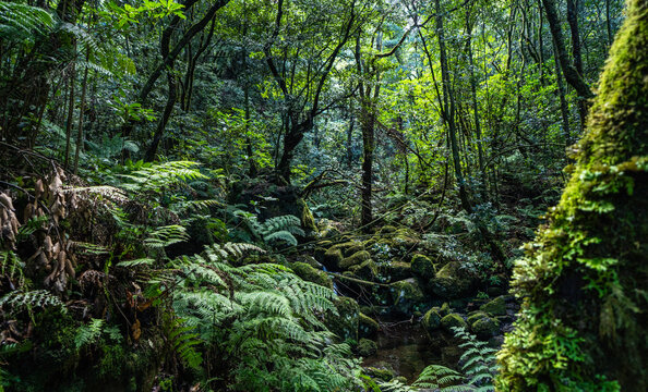 The deep tropical jungle of Madeira Island on the way to the hidden waterfall.