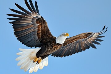 A bald eagle soars with spread wings flying in the sky