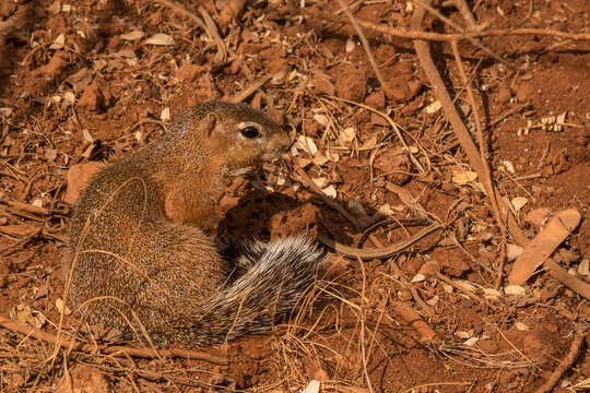 Wildlife in national parc in Kenya