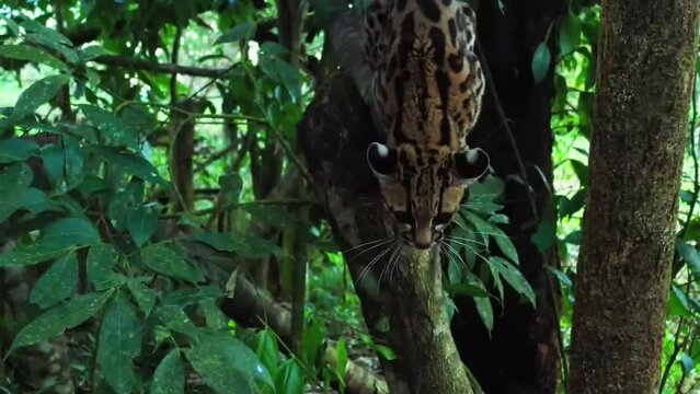 Beautiful footage of rocky stream and Red-crowned, amazon and Ocelot animal with drone Kayak boat