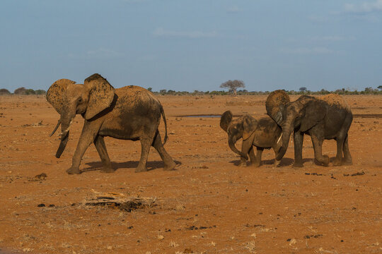 Wildlife in national parc in Kenya