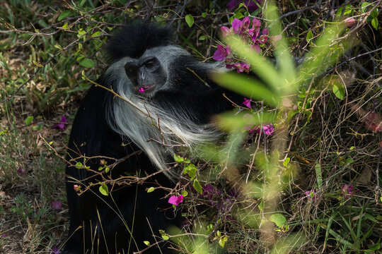 Wildlife in national parc in Kenya