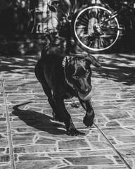 Vertical grayscale shot of a black Labrador Retriever running with a ball in a mouth