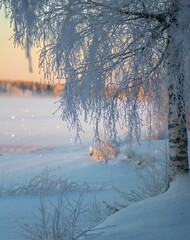 Solitary tree coated in frosty ice that glistens in the morning sun.