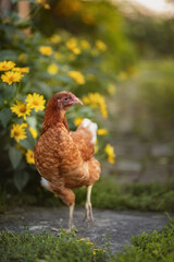 Photo of a red chicken in a village garden.