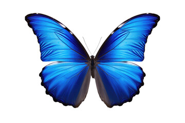 The Beauty of Blue Butterflies Isolated On Transparent Background