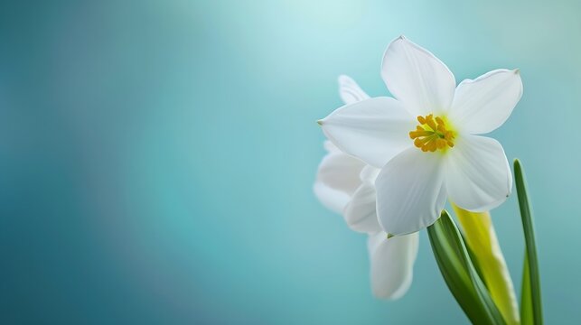 Spring Background Images – Browse 64,238 Stock Photos, Vectors, and Video