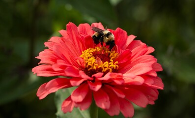 Obraz premium Macro shot of a bumblebee pollinating a bright red flower