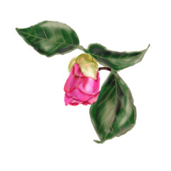 Botanical illustration of pink camellia for wedding and holiday design and decor, the sticker with the image of a pink camellia bud with leaves is hand-painted in watercolor on a white background.