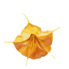 Naklejka premium Botanical illustration of a beautiful tropical Brugmansia flower, hand-drawn in watercolor on a white background for wedding and festive decoration.