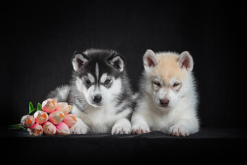 two Siberian husky puppies with a bouquet of artificial tulips on a black background