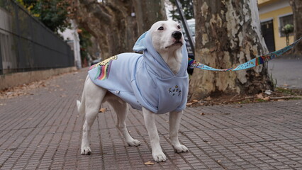 Perro orgullo gay, LBGT