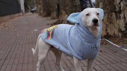 Perro orgullo gay, LBGT