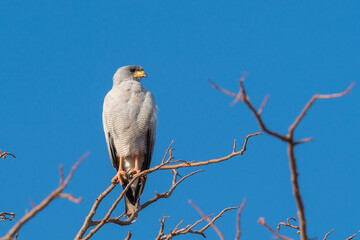 Birdlife in Kenya