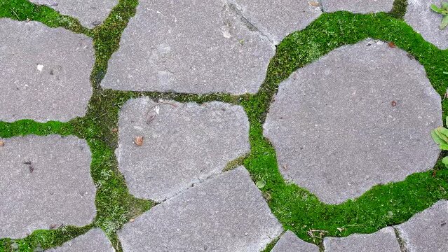 Granite texture. Paving slabs. 
Moss between paving blocks. Old bricklaying close up. Old paving stones