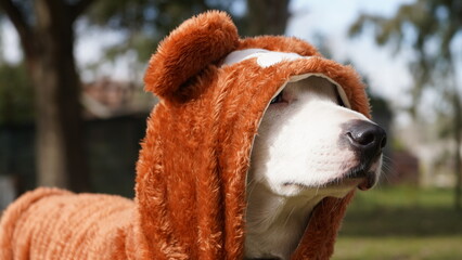 Perro con buzo osito Teddy