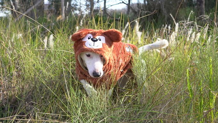 Perro con buzo osito Teddy