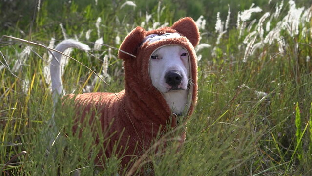 Perro con buzo osito Teddy