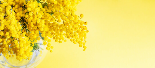 Top view Mimosa flowers in vase on yellow background, concept of spring season. Symbol of 8 March, happy women's day