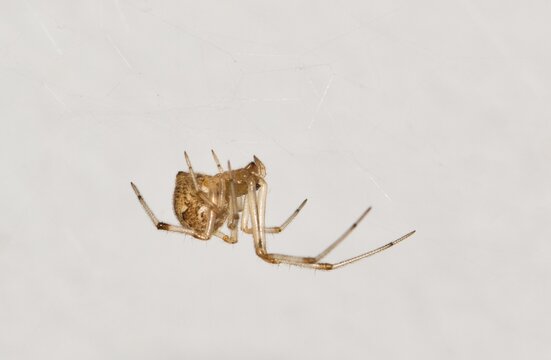 Brown Widow Spider (Latrodectus geometricus) arachnid insect web nature side view pest control copy space.	