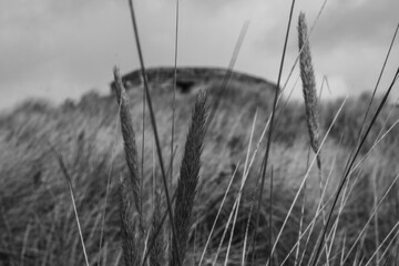 Greyscale close-up shot of a wheat field