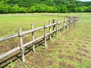Fototapeta na wymiar 初夏の21世紀の森と広場の竹垣のある草原と林風景