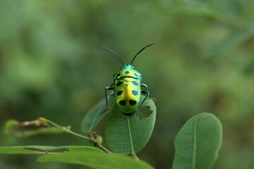 Vibrant green beetle on a lush green leaf, its antennae and legs gently swaying in the breeze