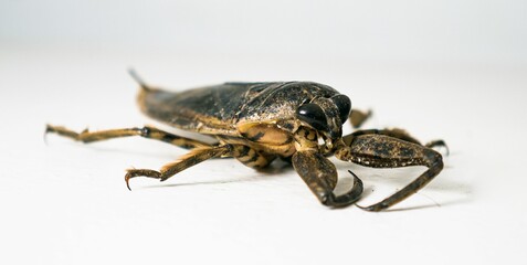 Adult Giant Water Bug isolated on a white backdrop