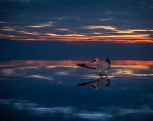 pelican flying at sunset over the sea