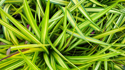 Close-up view of a variegated spider plant with green and yellow striped leaves, a popular choice for indoor gardening