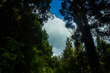 Obraz na płótnie Canvas Tropical rain forest in southeast Asia .