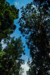 Tropical rain forest in southeast Asia .
