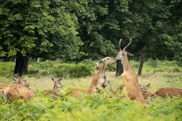 Herd of fallow deer in a meadow surrounded by lush greenery.