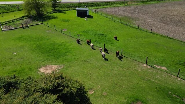 Drone view of alpacas grazing on the farm