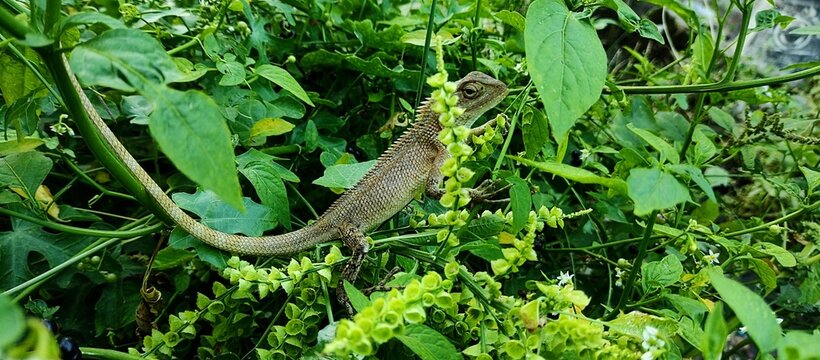 an iguan climbing through some green plants on a sunny day