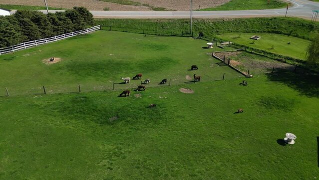 Drone view of alpacas grazing on the farm