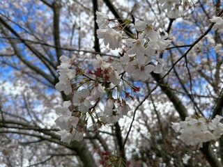 Obraz premium White cherry blossom tree in full bloom against a blue sky.