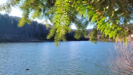 Tranquil, scenic view of a lake surrounded by lush, green foliage and trees