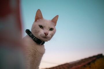White Khao Manee cat staring intently off into the horizon, with a clear blue sky behind it