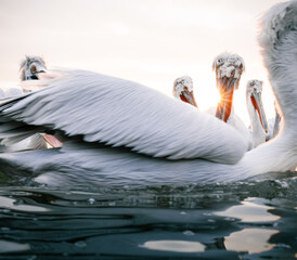 pelicans   - 731744975