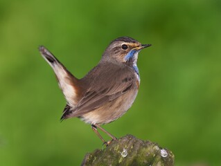 Fototapeta premium Adorable bluethroat perched on a tree stump.Luscinia svecica.